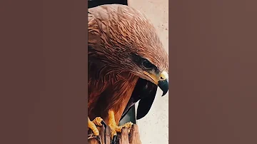 النسر اغرب اصوات الطيور اصوات للطيور مرعبة اصوات Eagle ساخر اغرب Funny اشتراك Memes لايك 