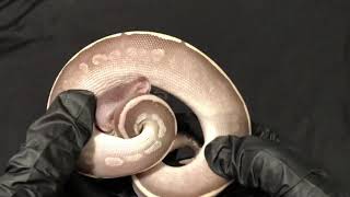 Ball Python Hatchling Male Phantom Mystic