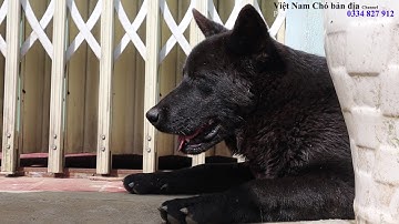 Chó của người Mông Tây Bắc chuyên dùng để cach gác và đi săn/BẢN NĂNG HOANG DÃ/Việt Nam Chó bản địa