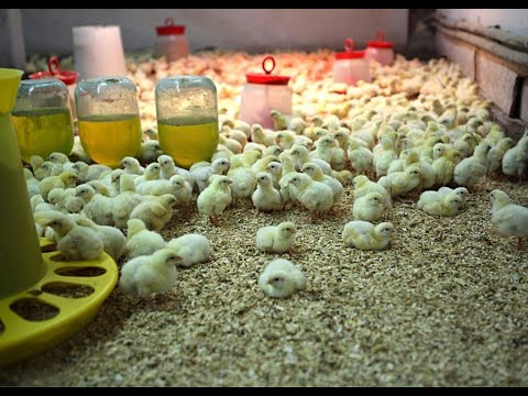 Цыплята чихают,микоплазмоз лекарство от ветврача!Простуда у бройлеров и у кур лечим быстро и надежно