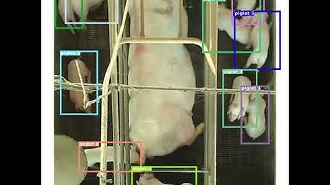Tracking piglets using SORT