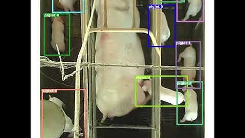 Tracking piglets using SORT