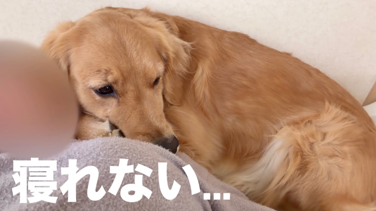 愛犬が眠れないレベルで鳴り響く騒音の原因が判明しました...証拠映像あります【ボーダーコリー・ゴールデンレトリバー】