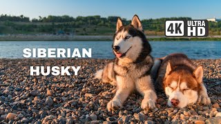 WARM FACTS ABOUT SIBERIAN HUSKY /  4K SCENIC RELAXING FILM