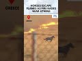 Terrifying Wildfire Near Athens: Horses Flee Massive Blaze | Greece Fire Emergency | Europe | N18G