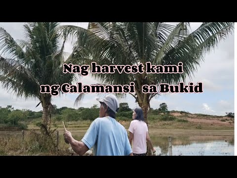 Sumama ako sa bukid nanguha ng kalamansi, patola at kung ano pang pwedeng kunin 🤣