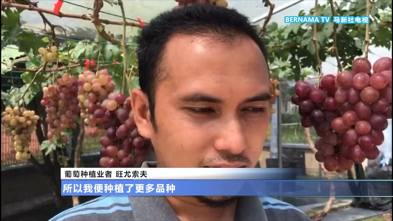 努力耕耘悉心栽培种植热带葡萄不是梦 Youtube