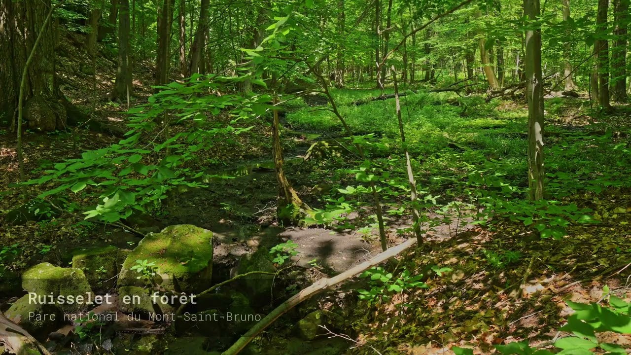🎧 Runlet in the Forest - Summer - Ambient Soundscape 4K