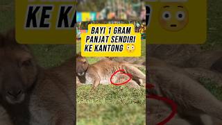 Bayi Kanguru Lahir 1 Gram Langsung Memanjat ke Kantong Induknya???