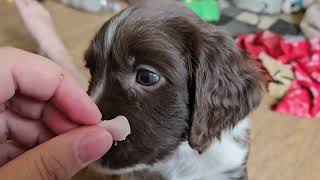 First Training with Monty, 5 Week Old English Springer Spaniel Puppy's by Wixy Belle 51 views 5 days ago 4 minutes, 44 seconds