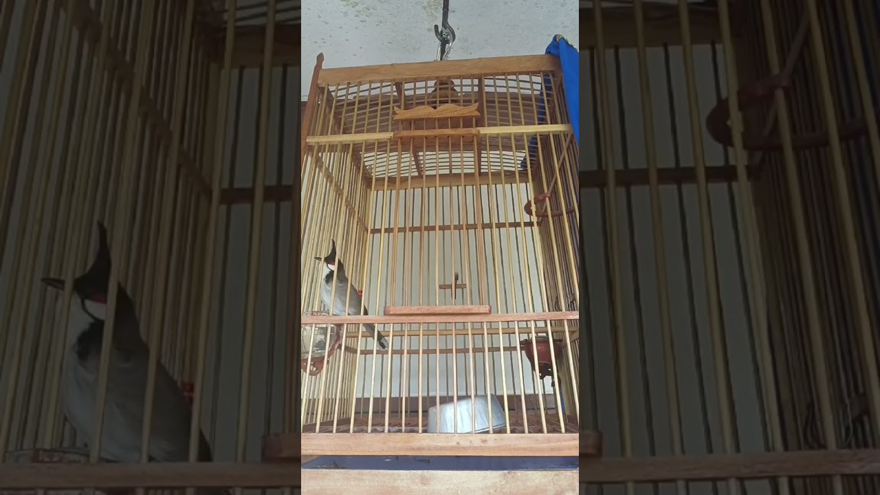 เสียงนกหัวจุกลากหวายพิเศษ โดยดงหวายฟาร์ม V1