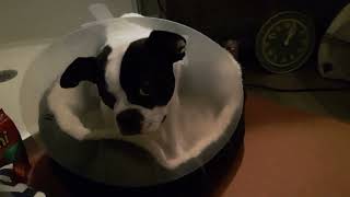 Wearing Elizabethan Collar after Spay!‍⚕❤ #coneofshame #Hera #puppy #dog #BostonTerrier #surgery