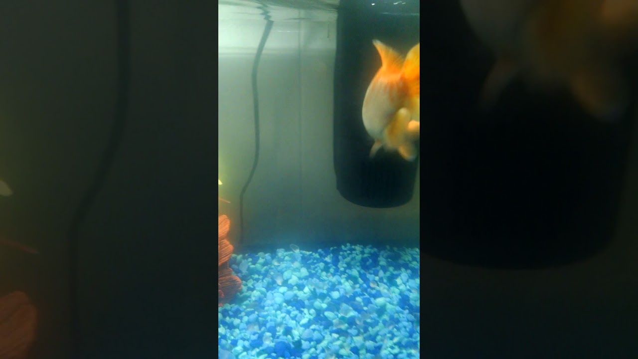 Singles dating sites fish