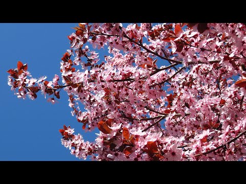 Video: Kvetoucí Stromy Hurghady