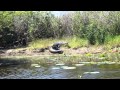 huge croc on bank of Corroboree Billbong