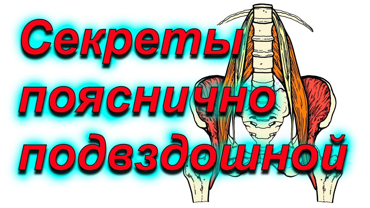 Подвздошно копчиковая мышца фото
