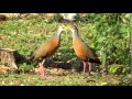 Aramides cajaneus en duo chantant rail en bois au col gris oiseaux des zones humides