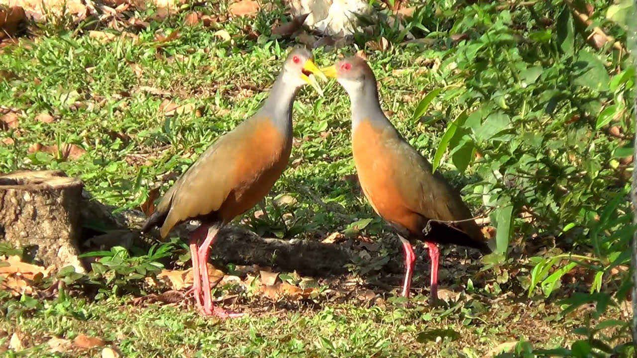 O CANTO em dueto da SARACURA-TRÊS-POTES, (ARAMIDES CAJANEUS), GRAY ...