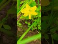 #nature#viral#love#explore#trending#ytshorts#shorts#youtube#new#song#edit#travel#home#vlog#flowers