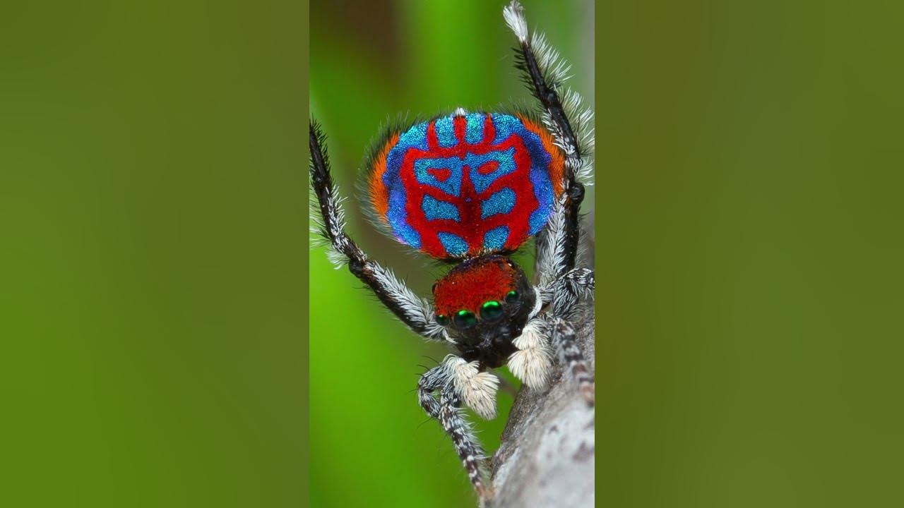 weird-animals-in-the-world-strange-animals-weird-animals-you-didn