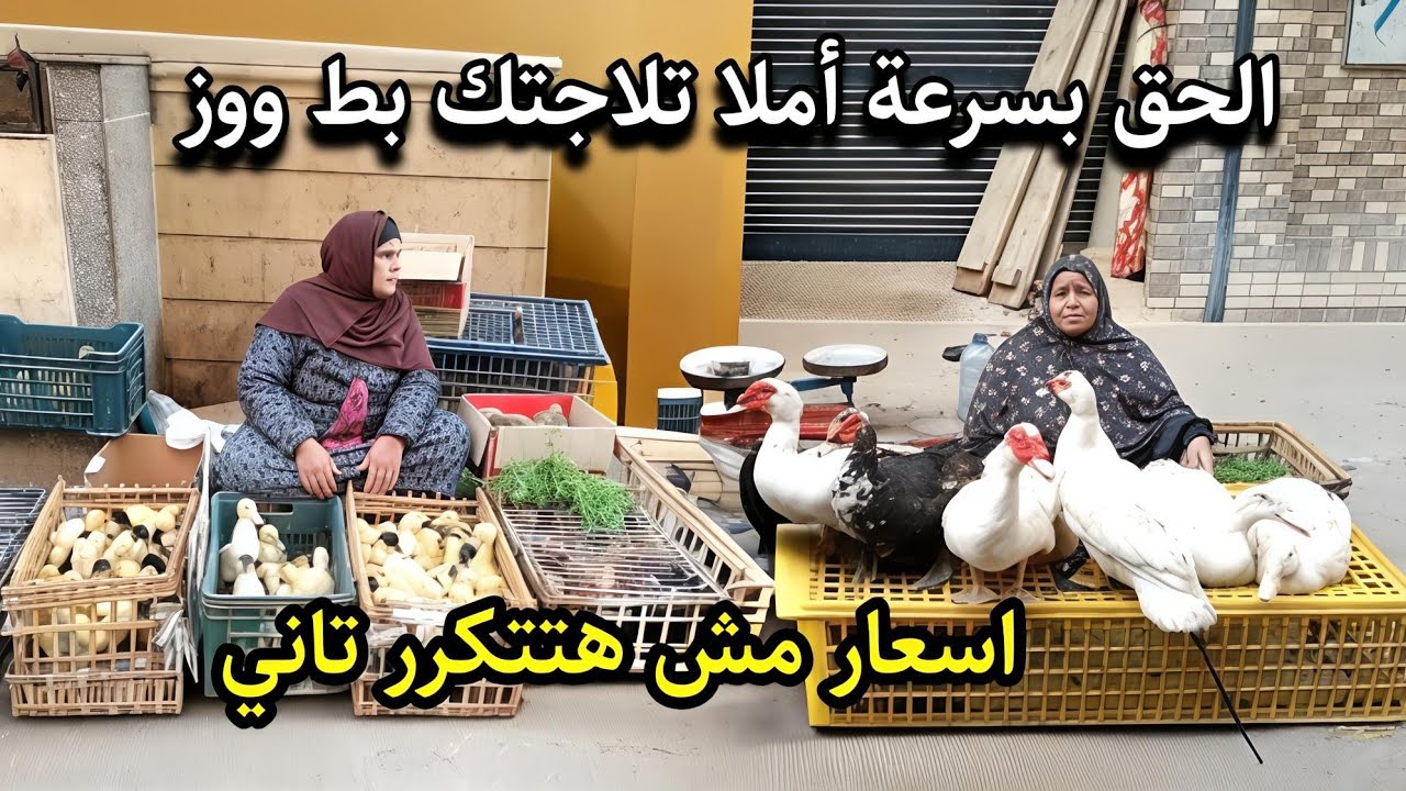 مش معقول😱 انخفاض تاريخي باسعار الطيور اليوم قبل السنه الجديدة نزول اسعار الفراخ والبط والوز