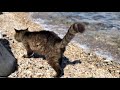 波打ち際の猫さん