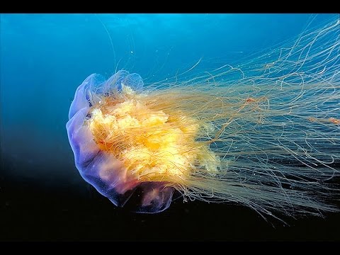 facts the lions mane jellyfish youtube lion s mane jellyfish size