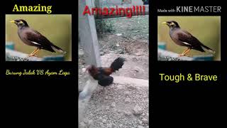 Download Lagu Burung Jalak Vs Ayam Laga...Amazing