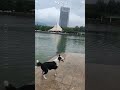 My Friends Dog vs My Dog🐶🤣66