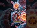 Autophagy: The Cell Clean-Up Trick That Could Extend Your Life #longevity