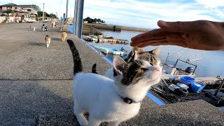 猫島で座ったらあっという間に猫に包囲される