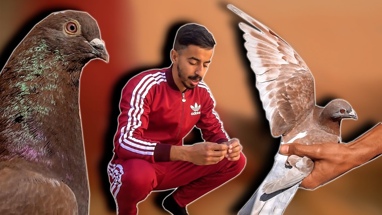 ضروري تقولب باش تعلم