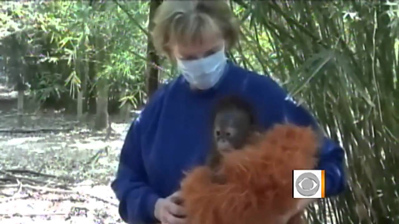 Orphan orangutan has 50 surrogate mothers