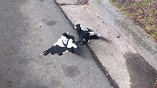 Fiercely Magpies Fight on the Street - 8K video