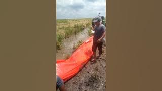 miris cara bawah hasil panen di desa purwodadi.kec selat penuguan kab banyu asin part 1