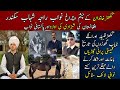 Rss Stud farm owner Raja Shahab Sikandar's Life Style || گکھڑقبیلہ اورانکےگھوڑوں کی تاریخ || horses