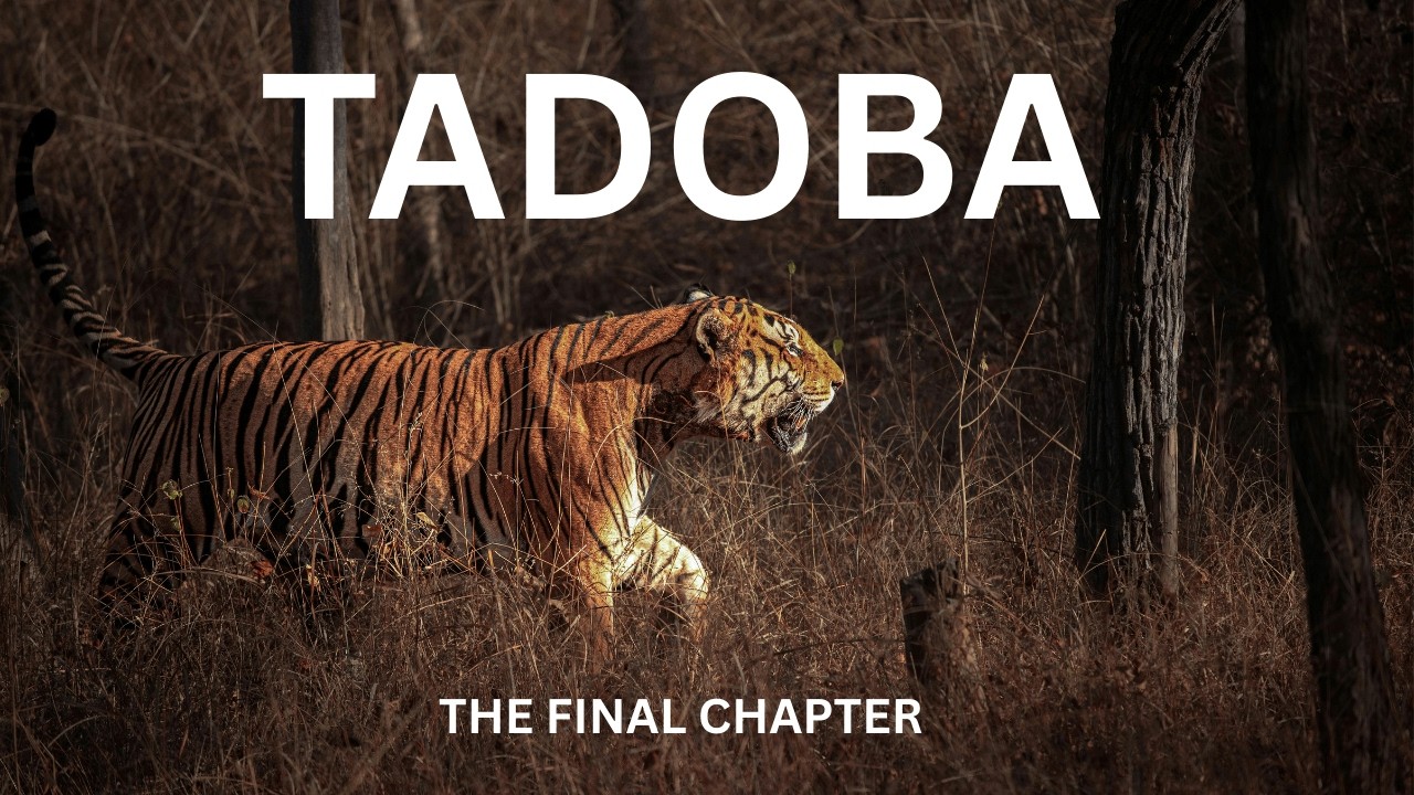 Tadoba Gave Us Everything | Multiple Tiger Sightings | Tadoba Tiger Reserve | Tadoba National Park