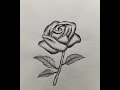 35+ Latest Beginner Simple Rose Flower Drawing