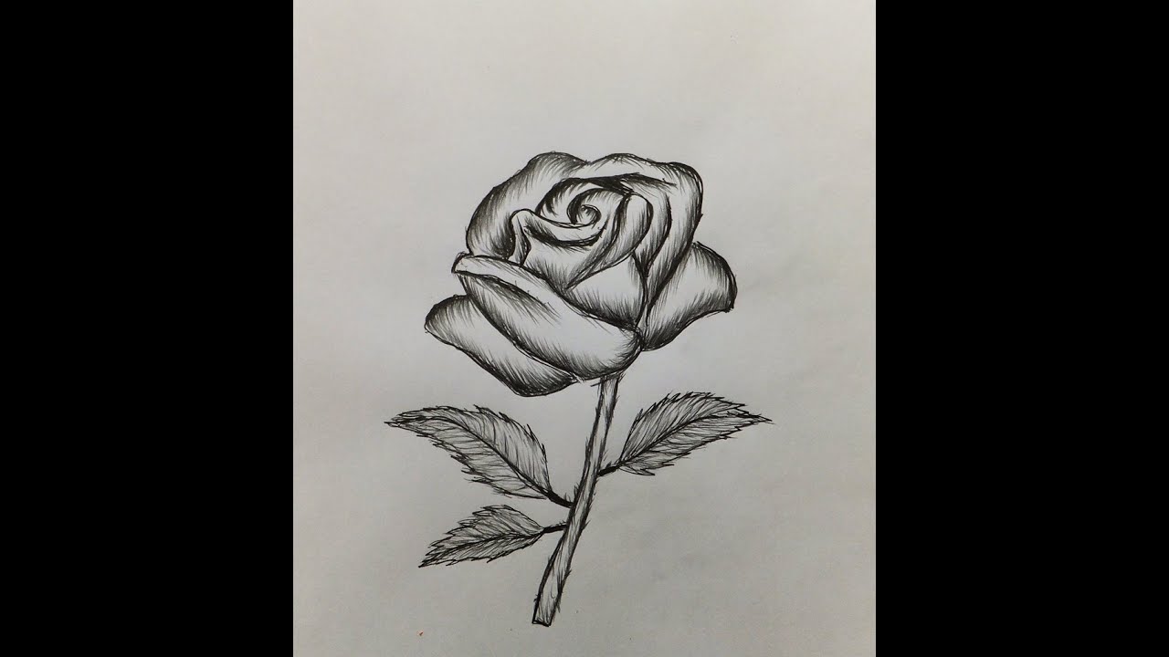 How to Draw a Rose  Easy Step by Step For Beginners and Kids  Easy Peasy  and Fun