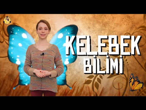 Kelebek Bilimi