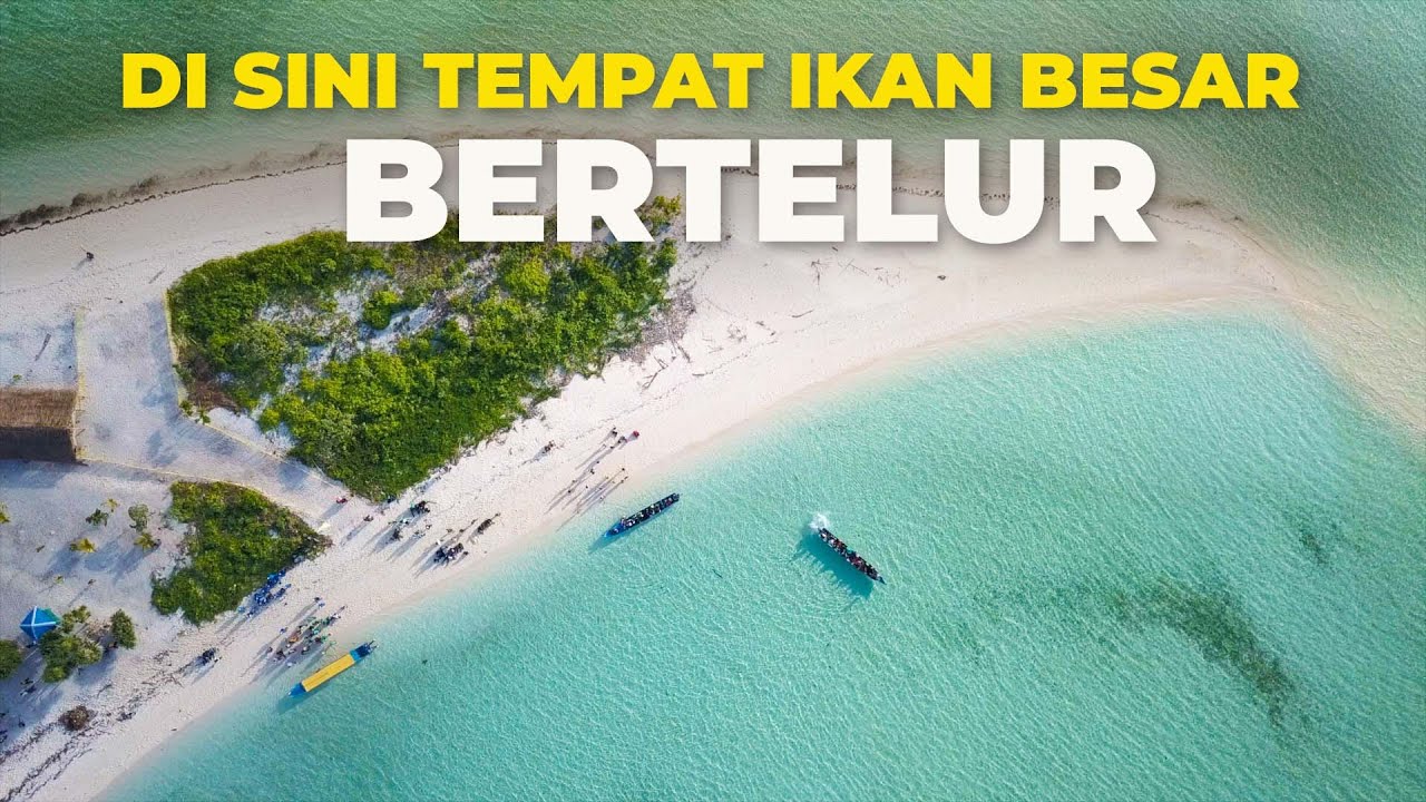 Ep.36 : Melihat Lokasi Ikan Besar Bertelur Jelang Festival Kataloka