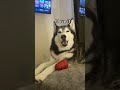 My Husky Speaks PERFECT ENGLISH! (SO CRAZY)