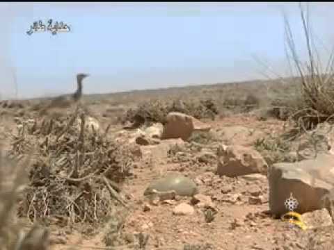 حكاية طائر الحبارى