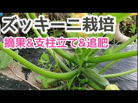 57 ズッキーニ栽培 摘果 支柱立て 追肥 22 5 25 Youtube