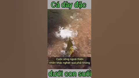 cá lớn nuốt cá bé