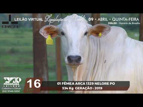 LOTE 16