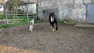 Cimara 021.mov