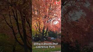 Walking on Alexandra Boulevard in Lawrence Park