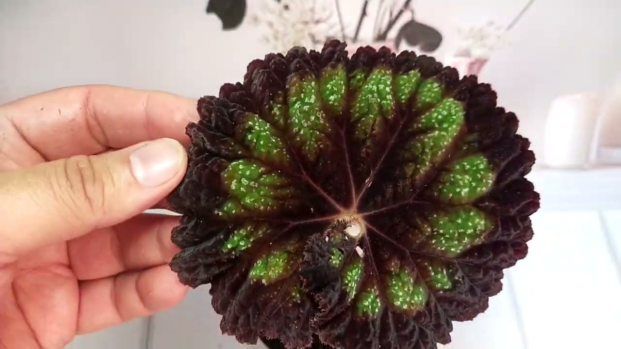 ❤️детки бегоний, излишки❤️