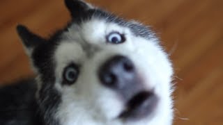 MISHKA WANTS WAFFLES!!!  Talking Husky Dog